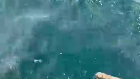 Amazing Ocean Fishing Video 🐟