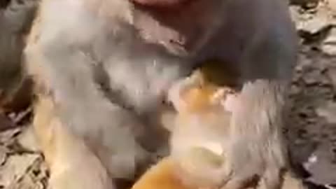 Cute Baby Monkey Family #reels #relax #fyp #monkey #animal #foryou | Man Monkey |