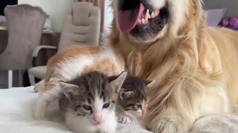 4 You Definitely Laugh； I Believe In ItFunny Animal Videos ； Funniest Cats And Dogs Videos ：😇😇😇😇 #