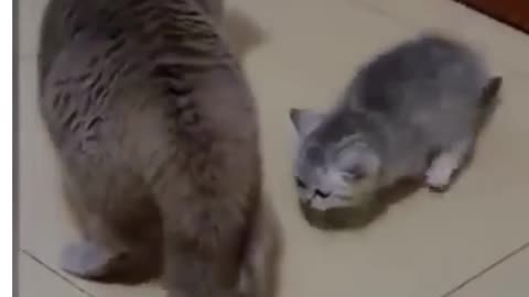 Funny animal video complications 2023