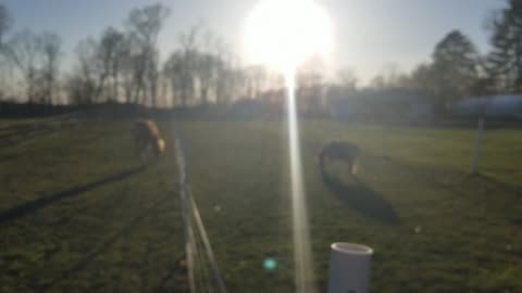 Breeze playing in the evening sun