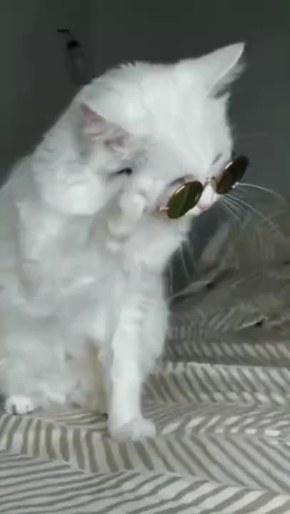 WOOOW COOL 😎😻 AND SMART KITTY 😂😂😂