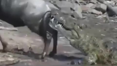 Oh"no Crocodile attack
