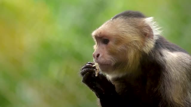 Monkey puts grass in his mouth