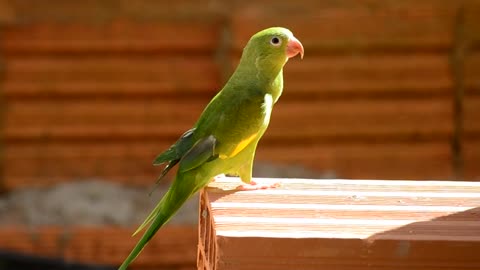 Pet Bird Brazilian / We live in a beautiful world.