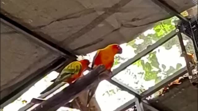 Exotic Birds Breeding Open area Setup Alnoor Avi