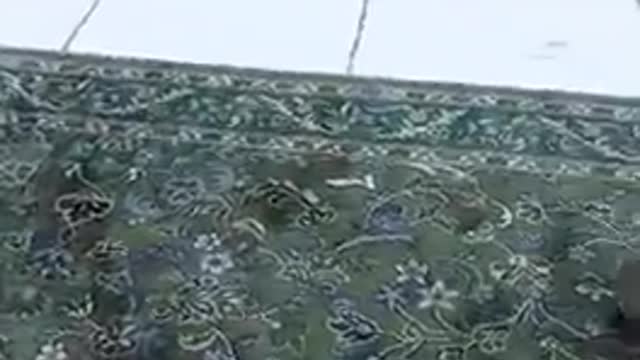Bird In Sijda Condition