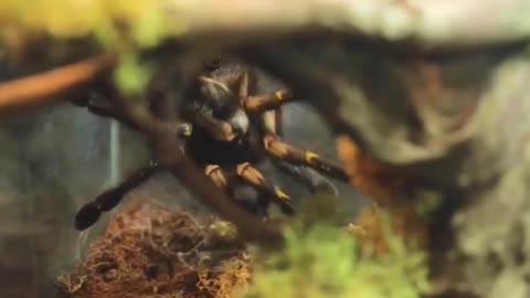 *Hidden Wonders: Discover the 15 Rarest Spiders on Earth*