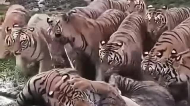 Tiger VS Tiger