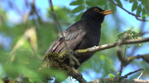 Nature birds song beautiful