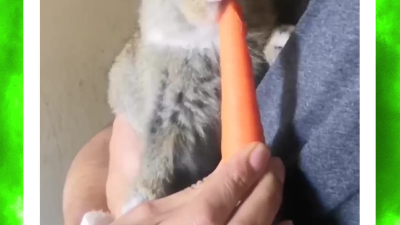 cute baby bunny eating a carrot