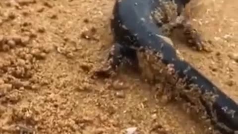 The strangest animals that appear (meet) on the beach.
