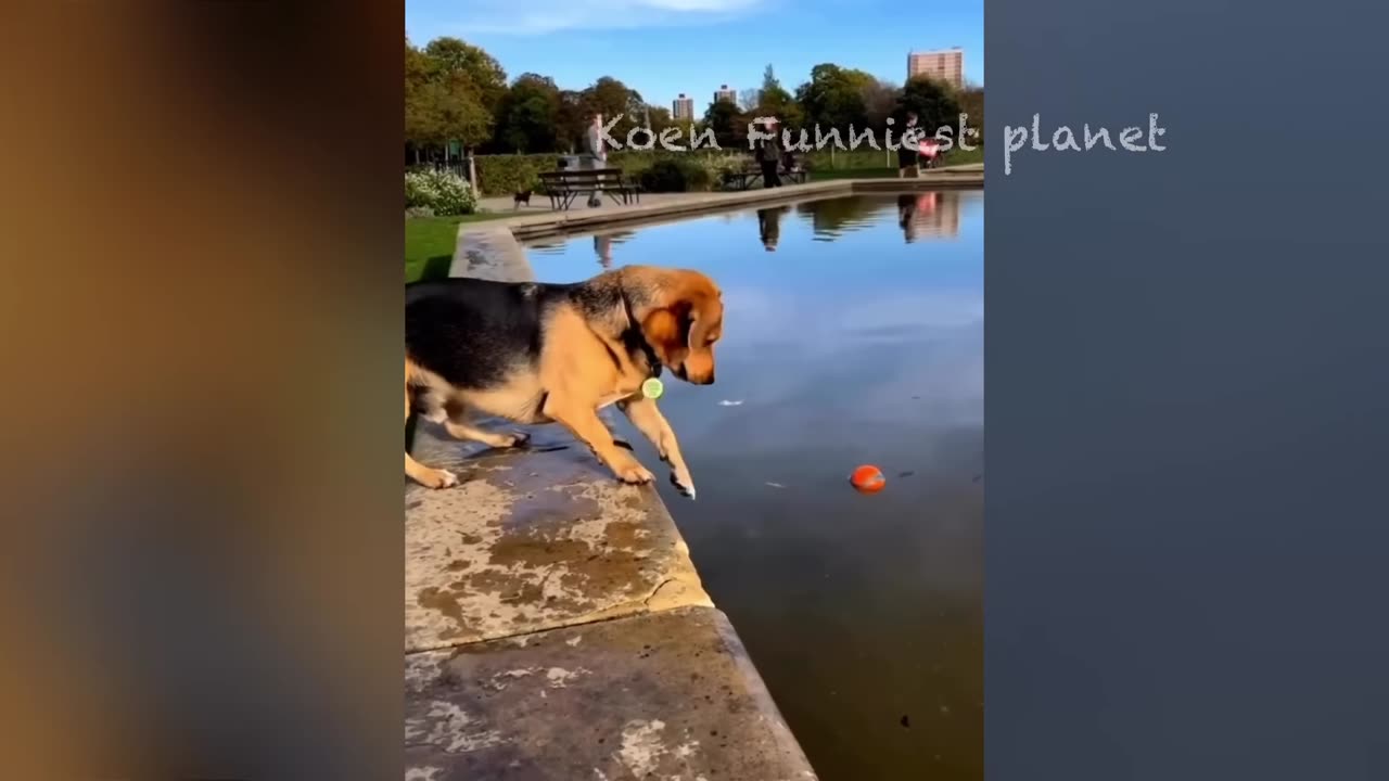 Funny Dogs And Cats Videos 2023 😅 - Best Funniest Animal Videos Of The Month #7