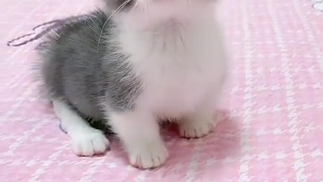 Cats Funny Videos Kittens