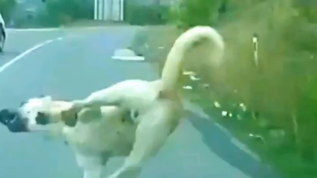 #animal accident