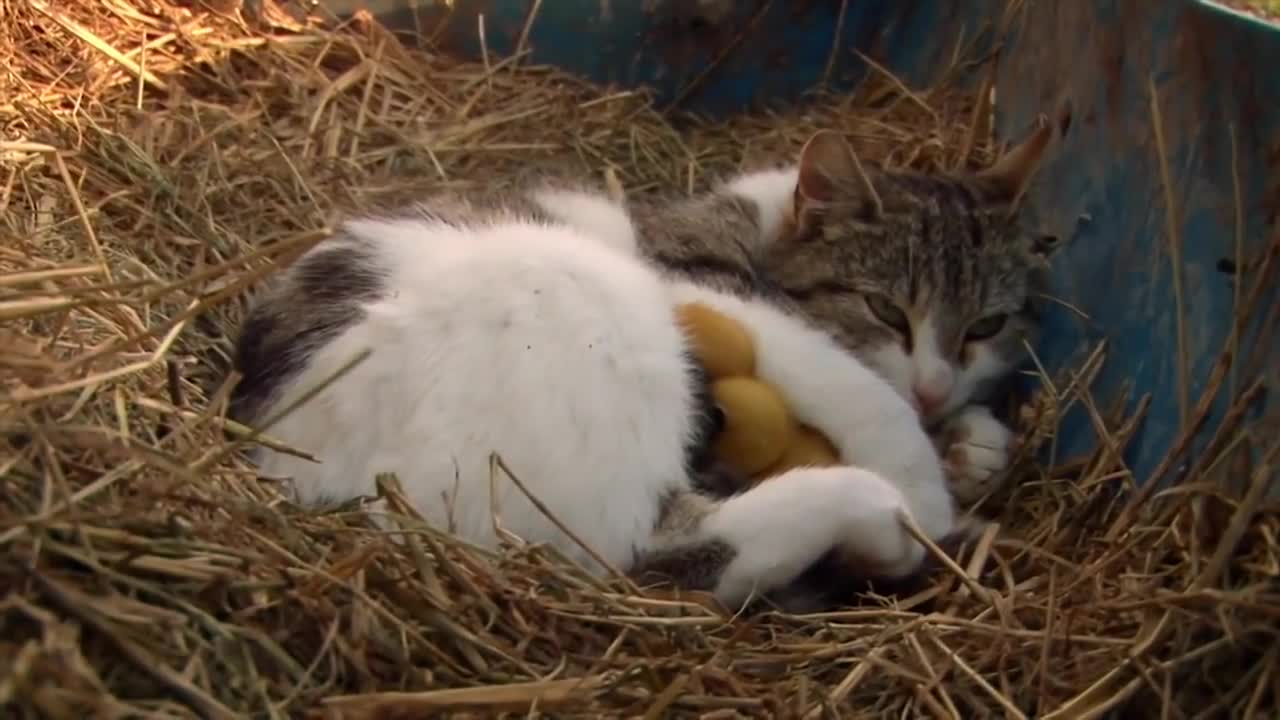 The Cat Who Adopts Baby Ducklings | Animal Odd Couples | Real Wild