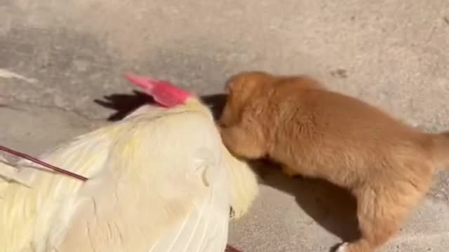 The father chicken plays with the master