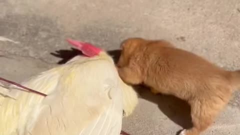 The father chicken plays with the master