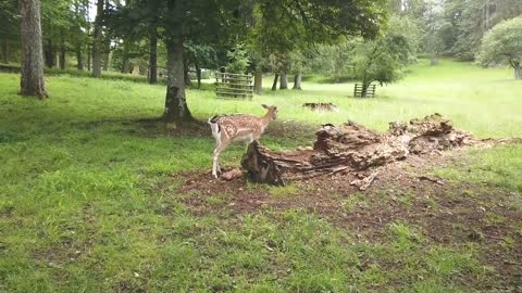 Roe Deer Nature Tier Animal Deer Wildlife Trees