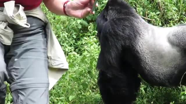 25 Incredible animal moments which make you cannot close mouth.