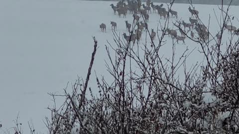 Elk on the move