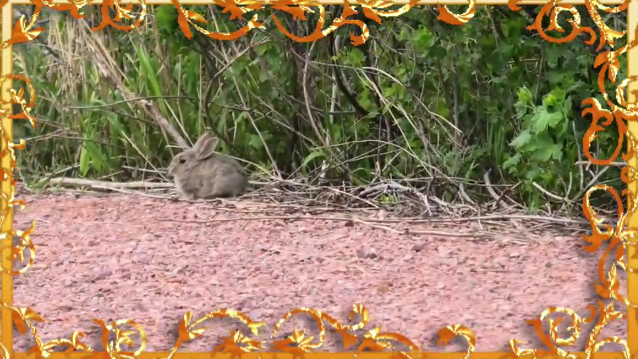 Hopping lessons