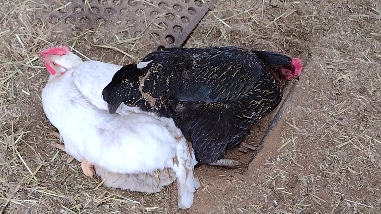 Chicks in the Barn