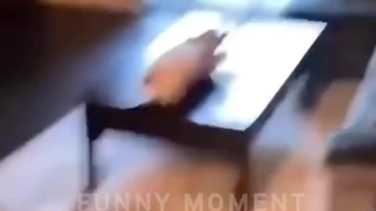 Animals funny 🤣 videos