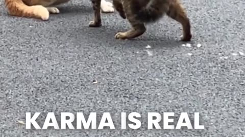 Animal: Cats vs cats