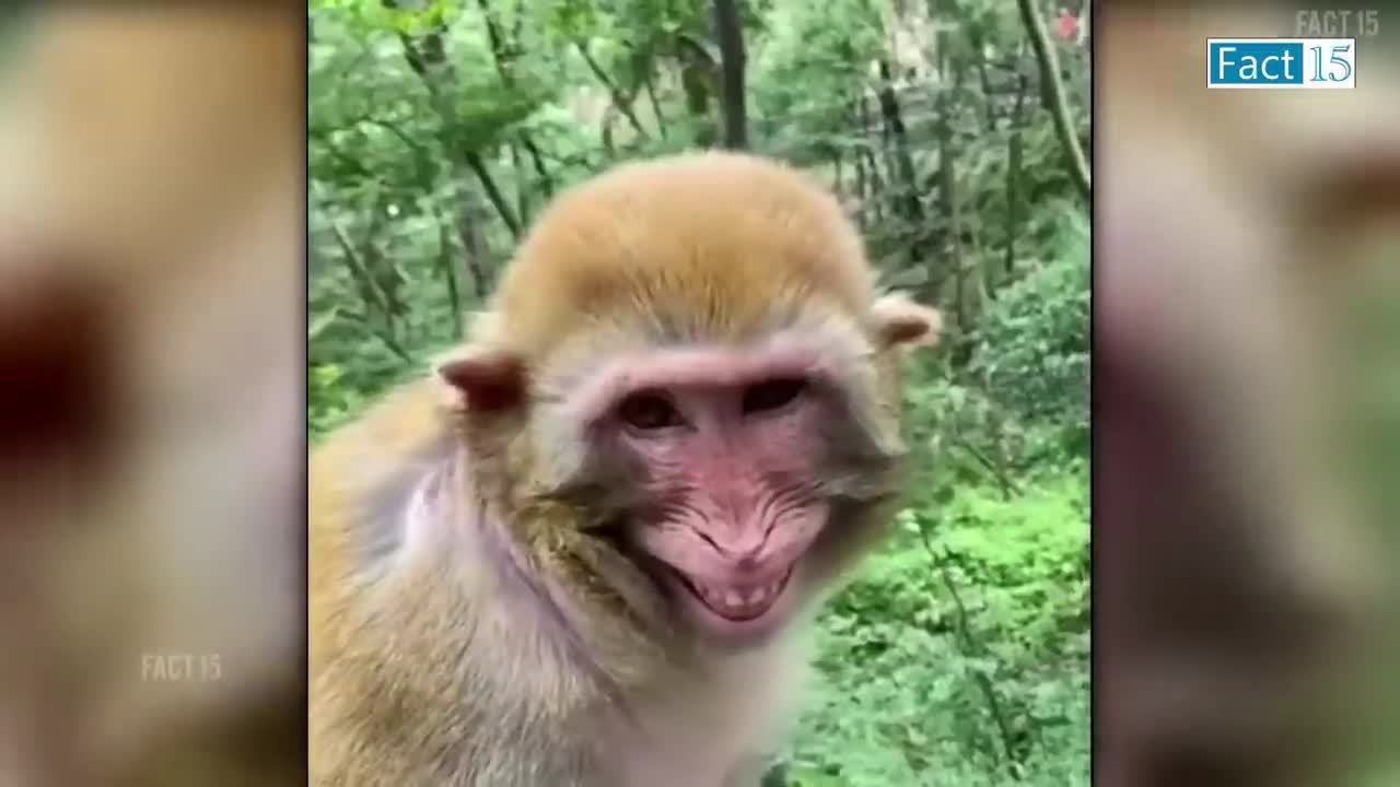 Funny Animals Video 2022 (Part-3)