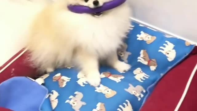 When Mummy discovered that I was part Puppy, part flying squirrel 😝❤️