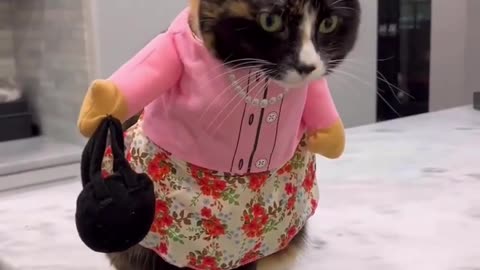 Cat wearing preety clothes