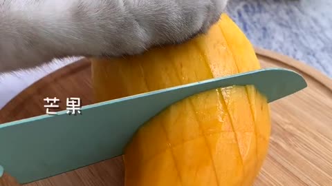 Cat making delicious ice cream