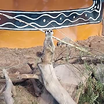 REID PARK ZOO IN TUCSON ARIZONA VISITING THE MEERKATS!