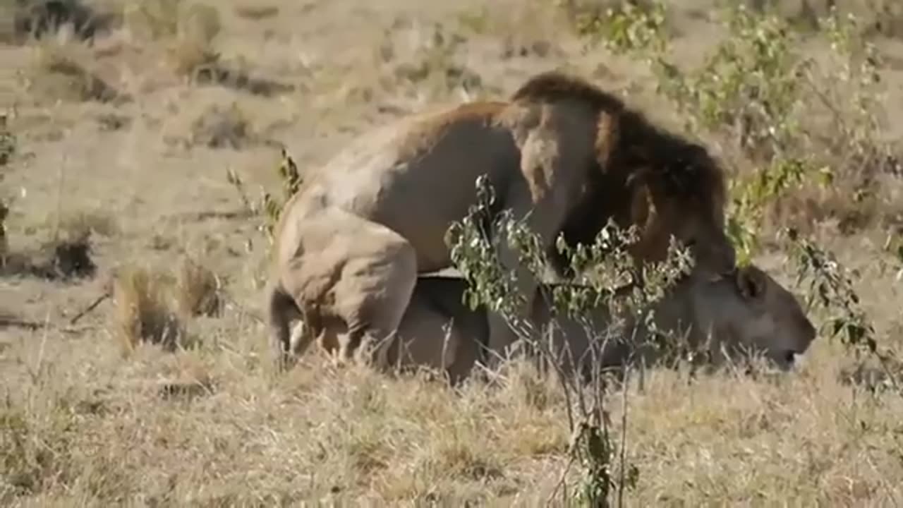 Big battle of lion vs King cobra