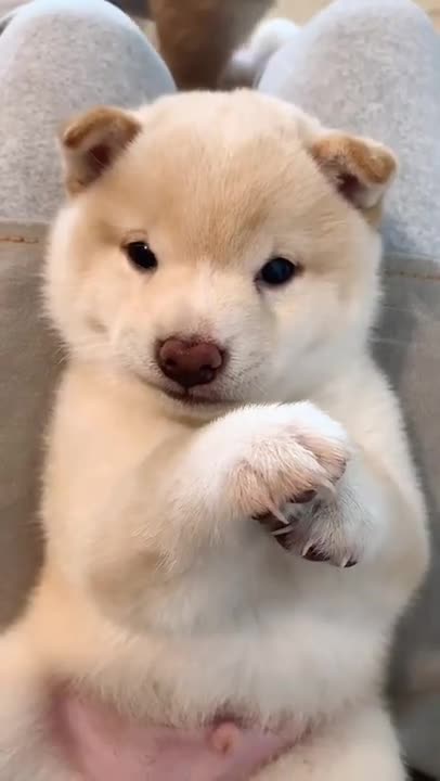 Dog funny videos🤣😂 __ cute dog __ Dog recation __#shorts