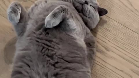 Look at my CAT 🐈