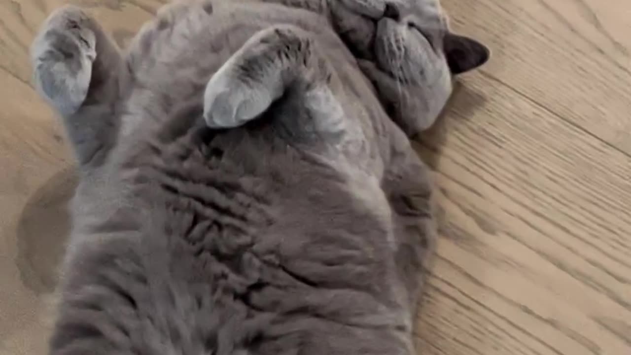 Look at my CAT 🐈