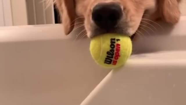 Wee🐶🎾