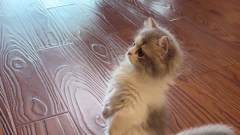 Soft Paws, Big Heart: The daily life of a fluffy feline #CuteCats #FunnyCats #CatLovers