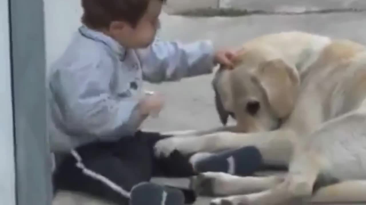 Sweet Dog Interacting with a 3 years old child