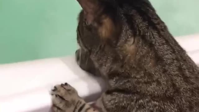 Do Cats Like to Bath? #12 - Cute Cats