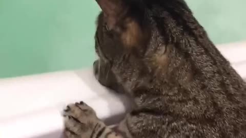 Do Cats Like to Bath? #12 - Cute Cats