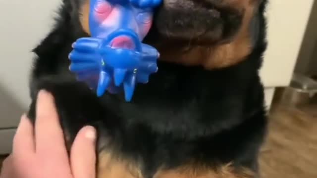 Dog 🐶 playing with toy🎠 make innocent face funny compilation videos