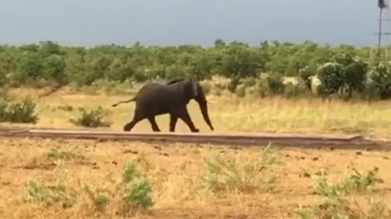 Buffalo calf charging an Elephant