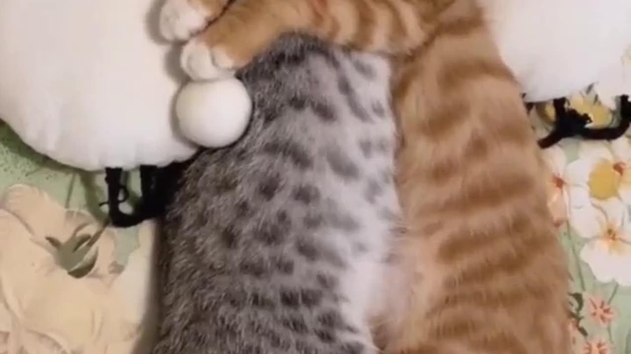 Amazing Cat Video #Cat #Kitty