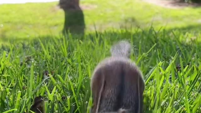 Fill the cheeks Squishy, fill the cheeks #fyp #animals #nature #cuteanimals #squishy #chipmunk