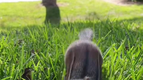 Fill the cheeks Squishy, fill the cheeks #fyp #animals #nature #cuteanimals #squishy #chipmunk