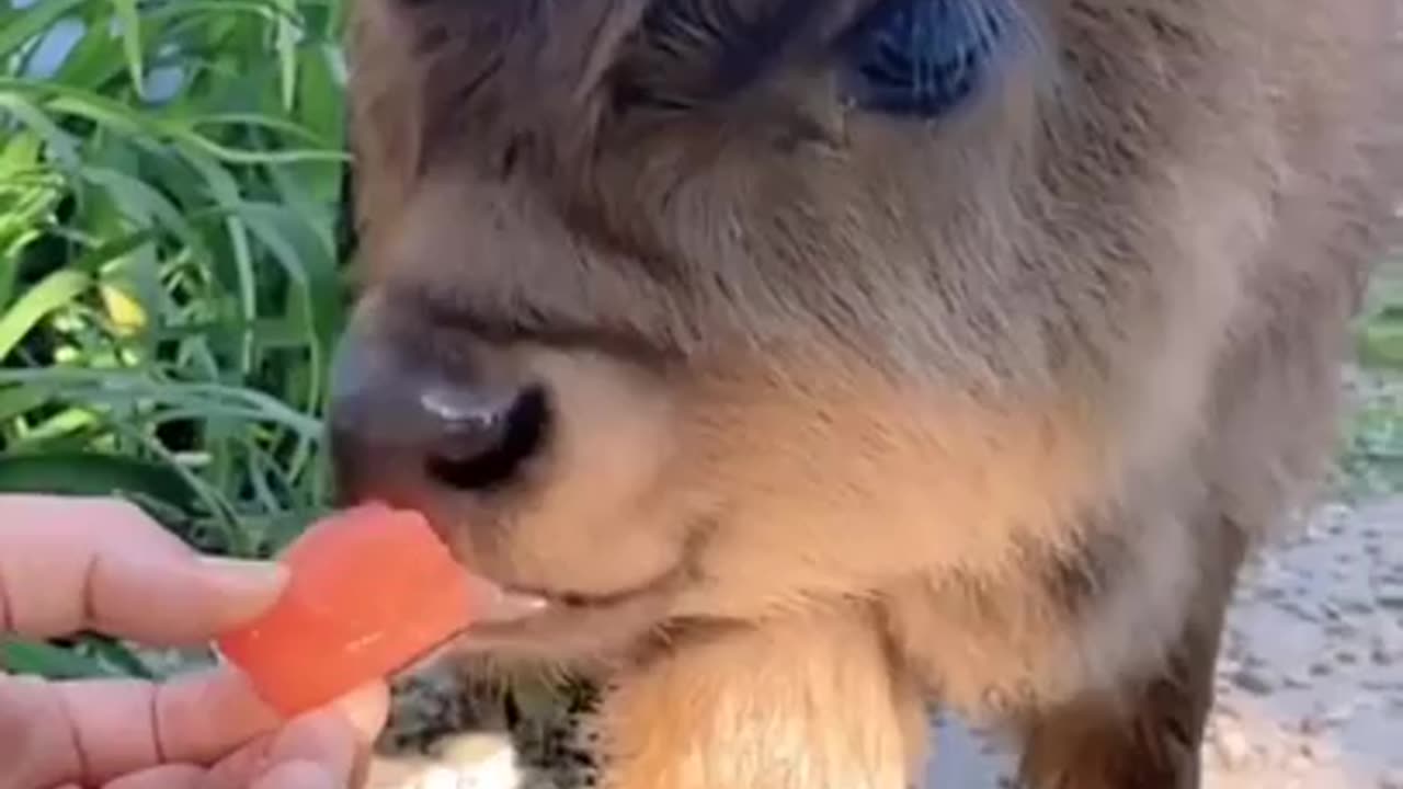 Very Cute Little Calf #shorts #viral #shortsvideo #video