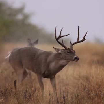 "Unusual Deer Habits"